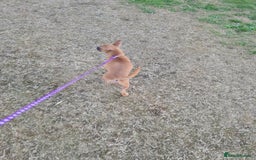 Mixed Breed dogs for sale: 6 months ol d chihuahua x frenchie  - Image 6