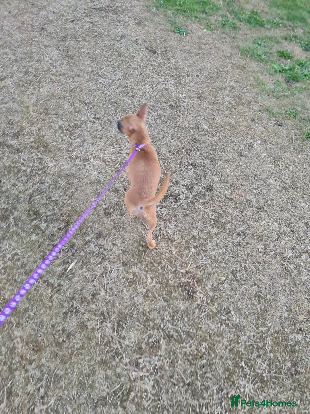Mixed Breed dogs for sale: 6 months ol d chihuahua x frenchie  - Image 6
