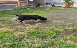 Mixed Breed dogs for adoption: OBI - a Lovely little puppy boy for a Loving Home - Image 15