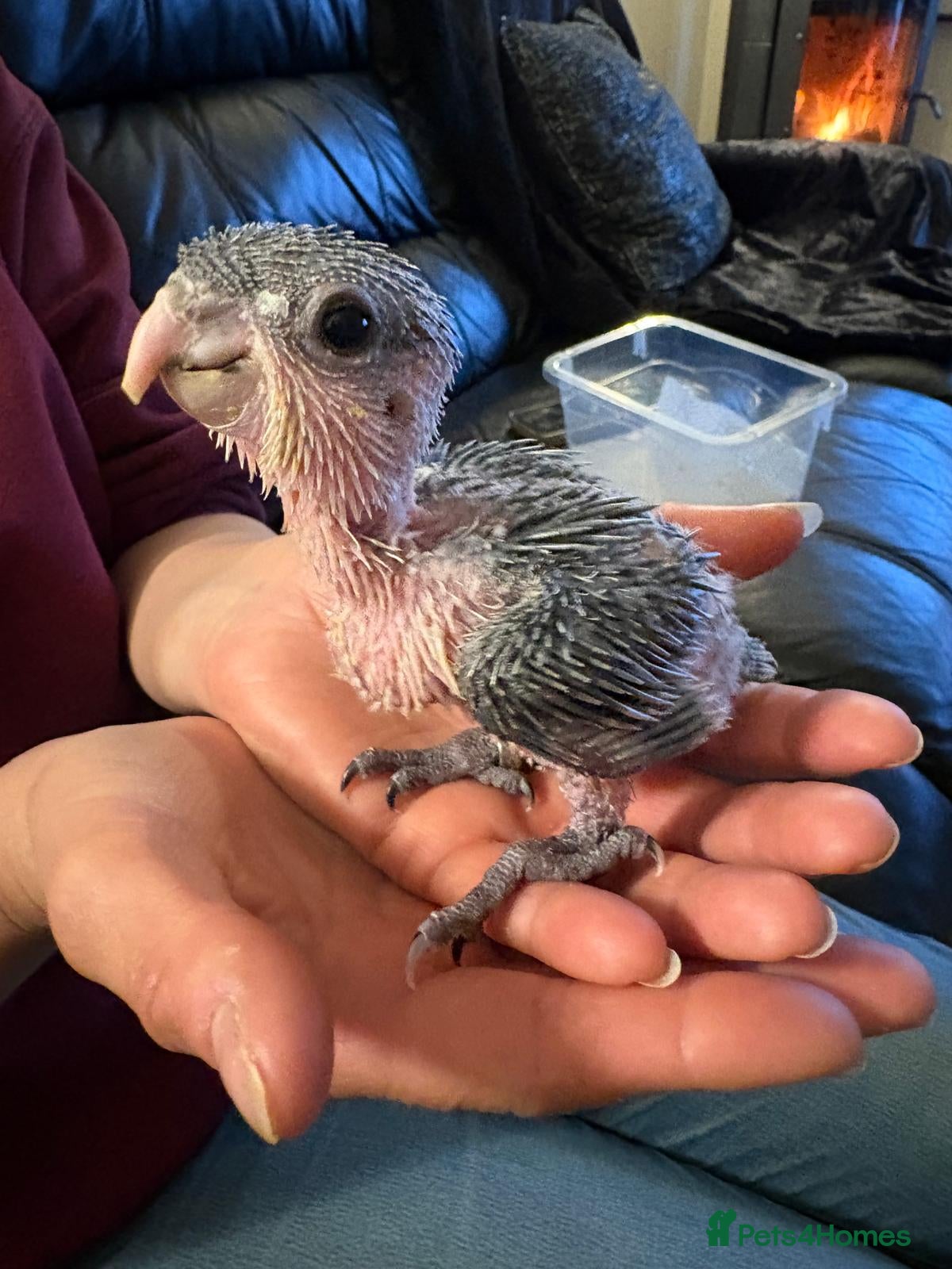 Parrots birds Hand reared Baby Black Headed Caiques  - Advert 5