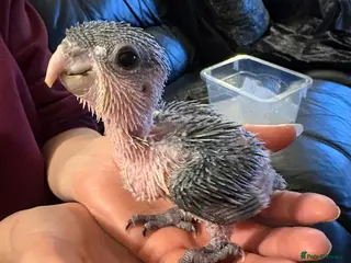 Parrots birds Hand reared Baby Black Headed Caiques - Advert 5