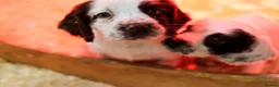 Sprocker dogs for sale: Sprocker spaniel puppies  - Advert 9