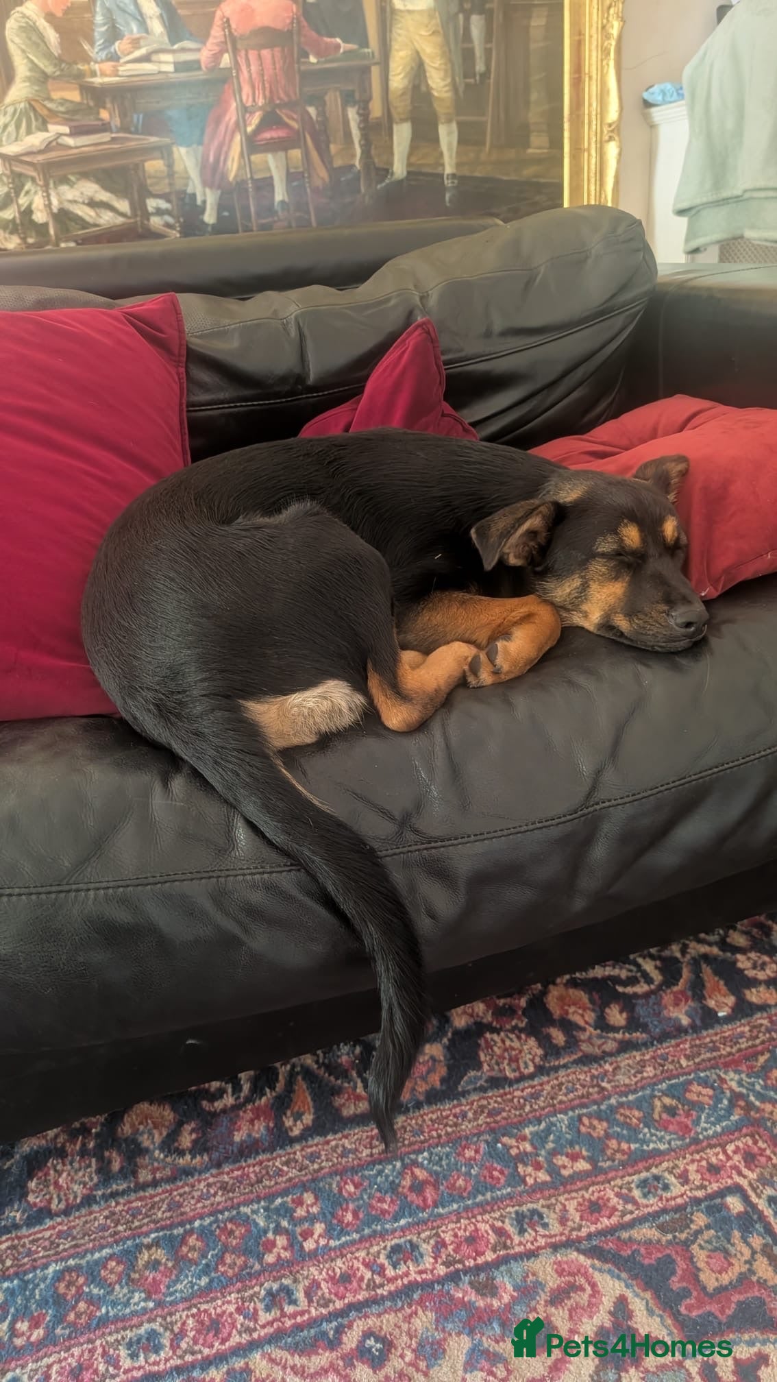 Mixed Breed dogs Rachel 🩷 - Advert 21