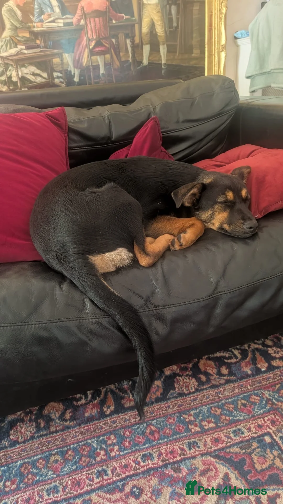 Mixed Breed dogs for adoption: Rachel 🩷 - Advert 1