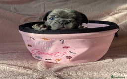 French Bulldog dogs for sale: Beautiful French bulldog puppies  - Image 16