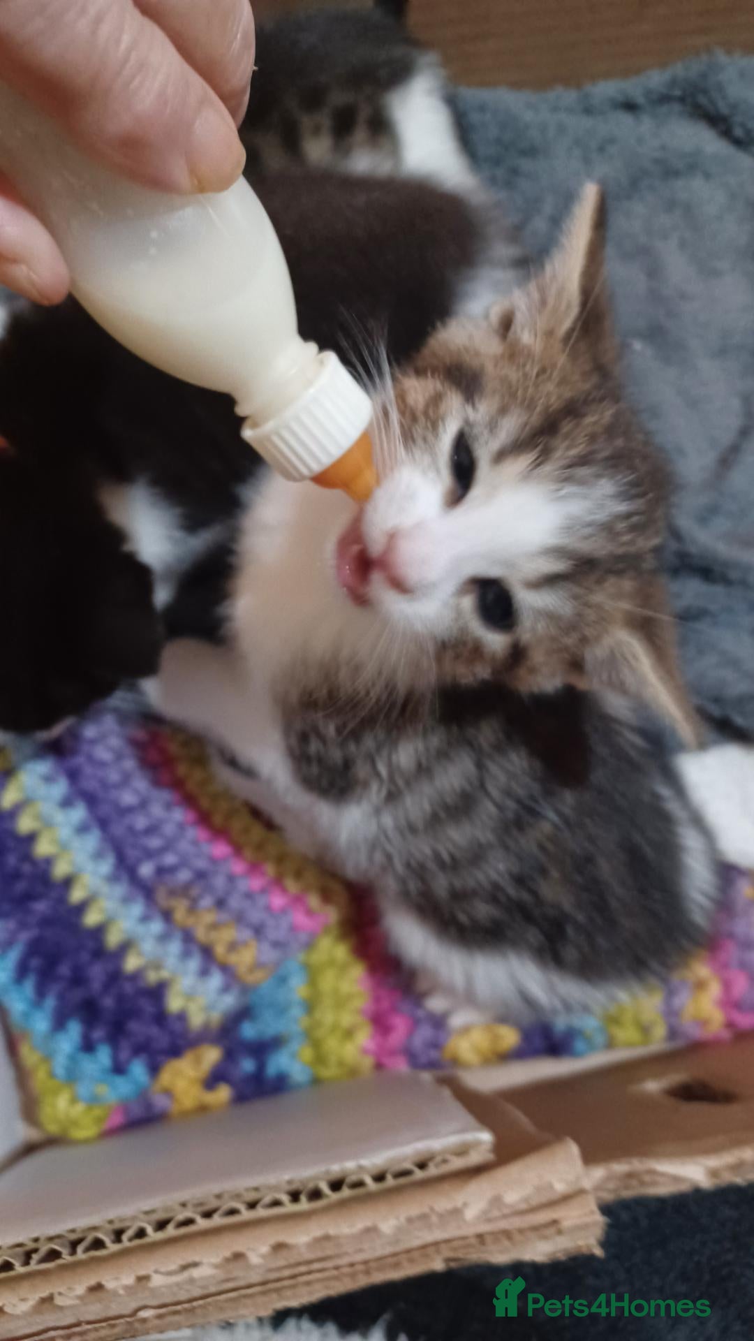 Mixed Breed cats 3boys&3 girls - Advert 6