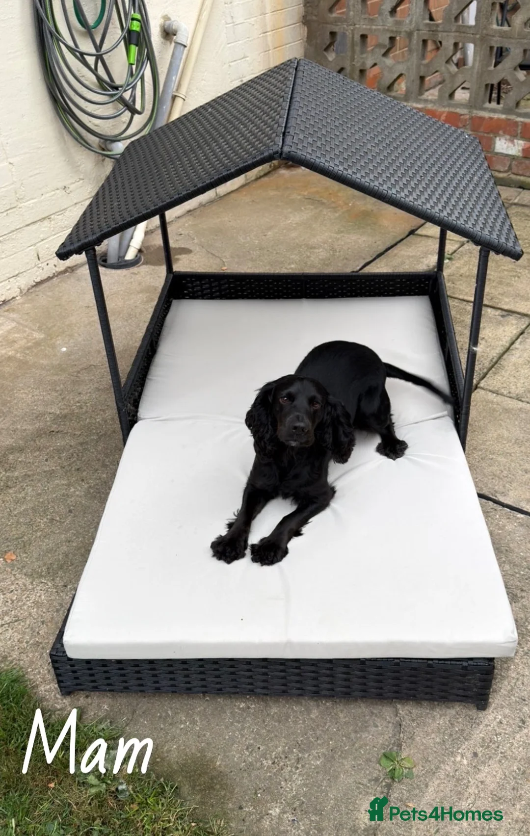 Cocker Spaniel dogs for sale: 🩷Expecting Beautiful Cocker Spaniels🩷 in Redcar - Advert 2