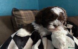 Shihpoo dogs for sale: Adorable Shih Tzu x Toy Poodle (Shih-Poo) Puppies - Image 7