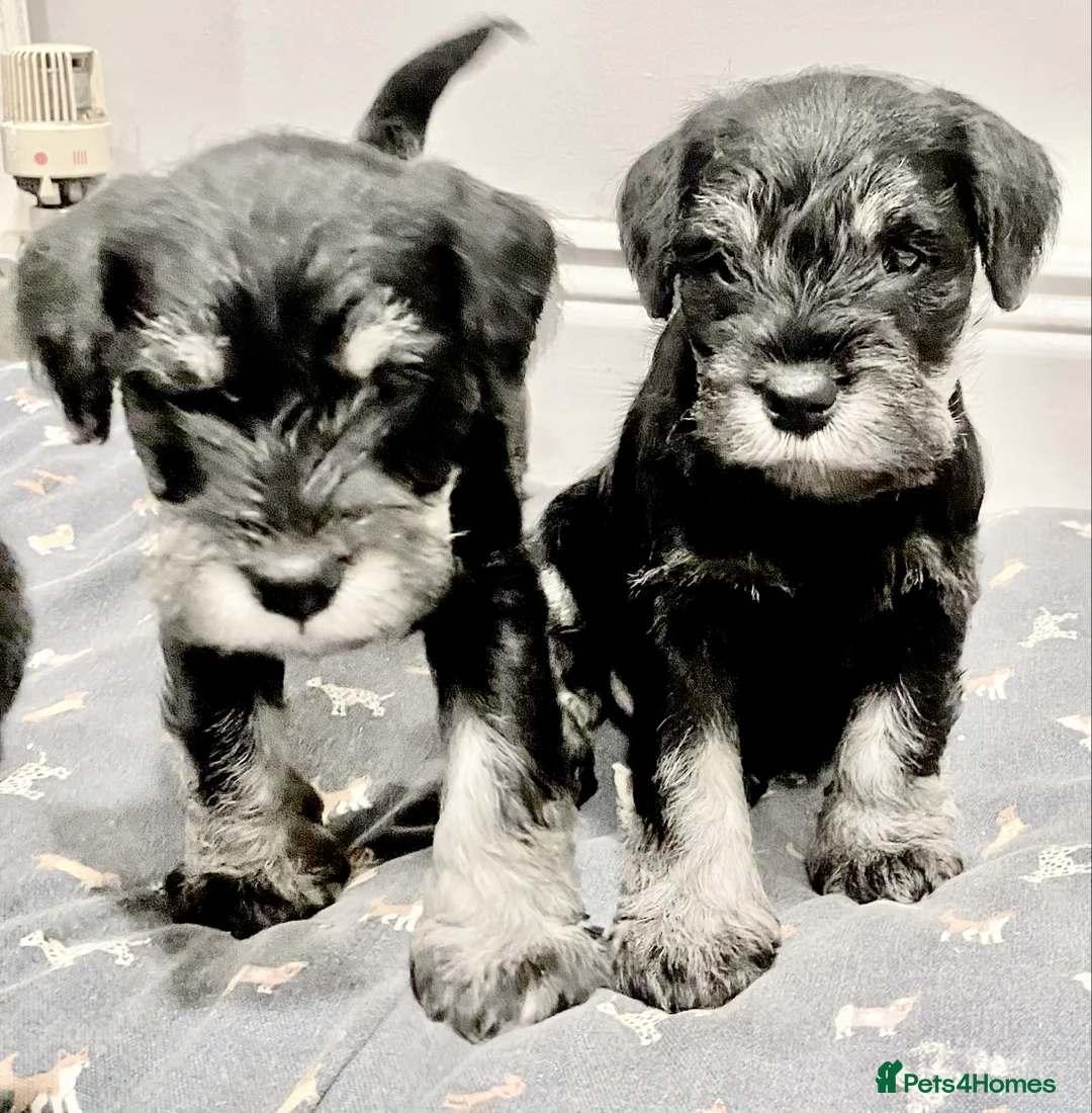 Miniature Schnauzer dogs for sale: Miniature Schnauzer puppies - Advert 5