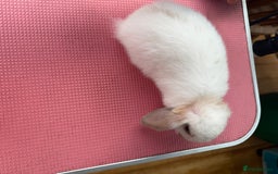 Mini Lop rabbits for sale: 1 male baby mini lop bunnies AVAILABLE   - Image 7