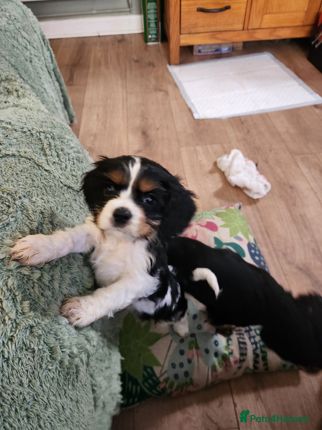 Mixed Breed dogs for sale: Cockerlier - Image 9
