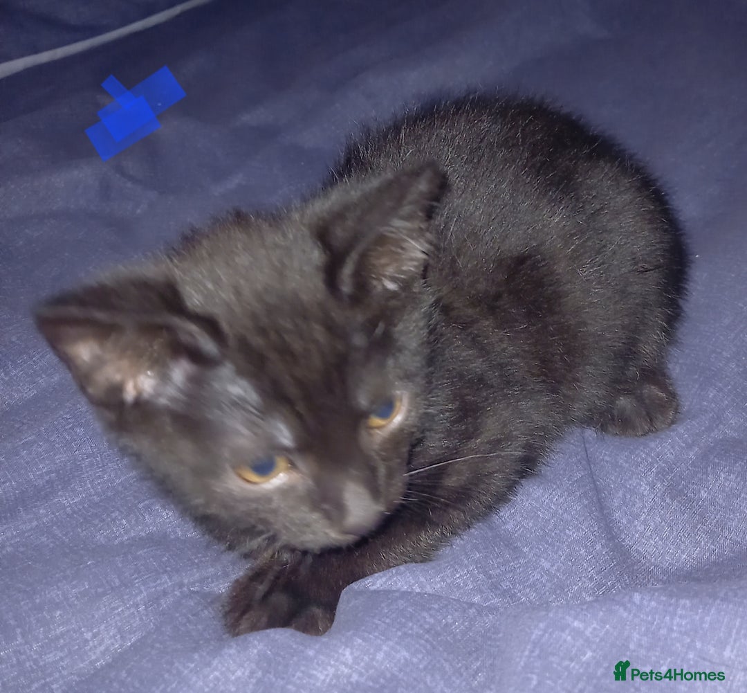 Mixed Breed cats for sale: 4 Beautiful Kittens - Image 13
