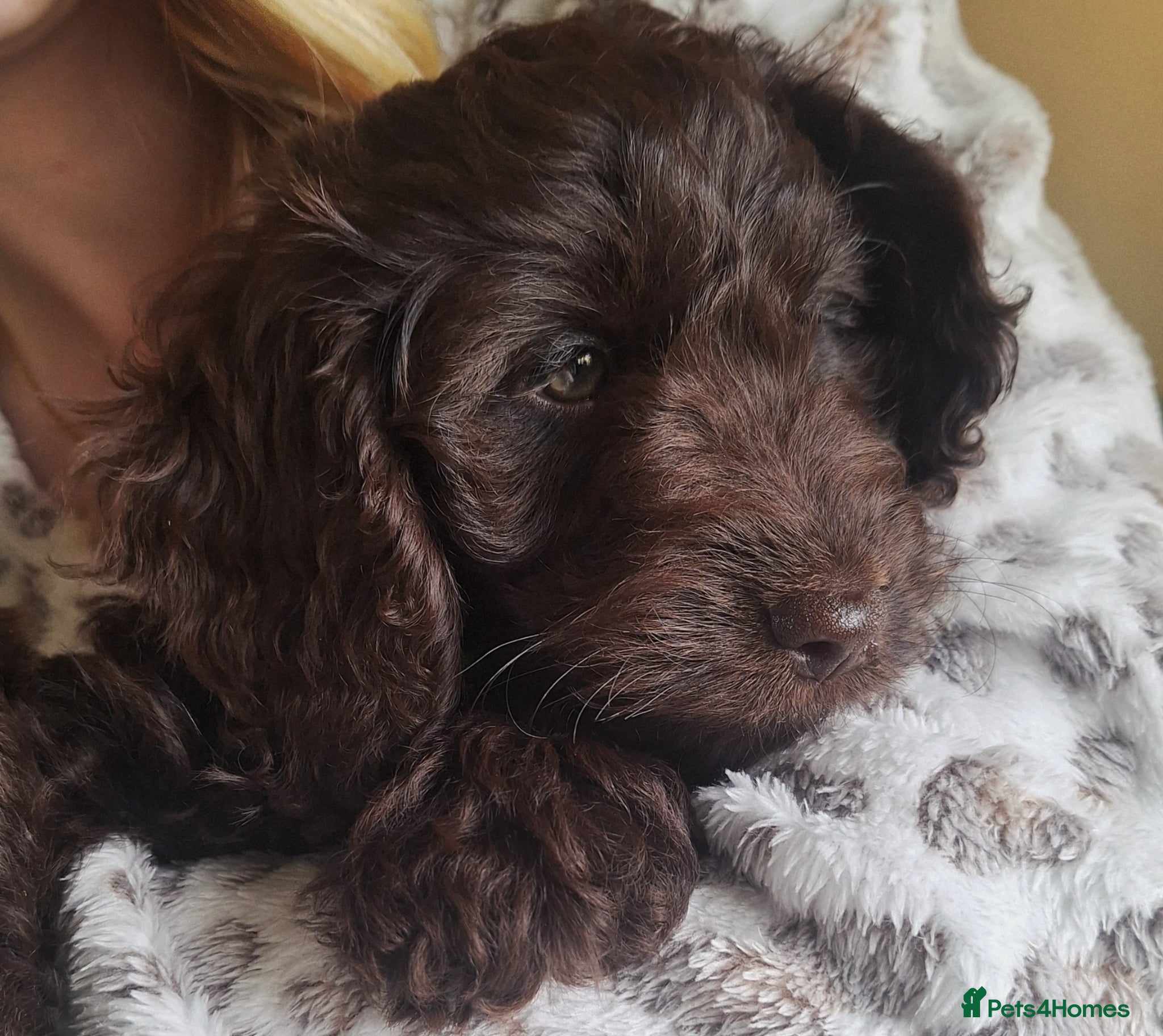 Cockapoo dogs READY for new homes F1b cockapoo puppies  - Advert 3