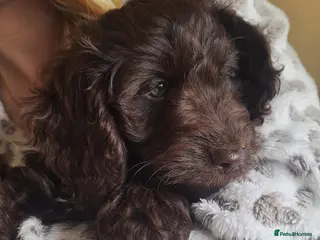 Cockapoo dogs READY for new homes F1b cockapoo puppies - Advert 2