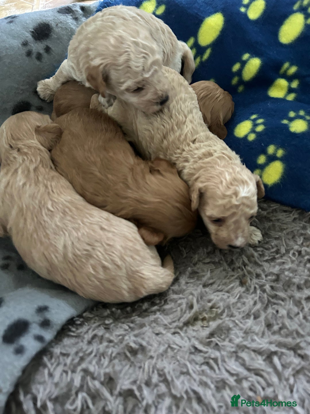 Maltipoo dogs for sale: ✨ Maltipoo Puppies Looking for Forever Homes! ✨ - Image 4