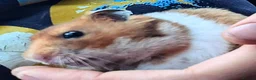 Hamster rodents for sale: Young Syrian Hamsters in Crowborough - Advert 11