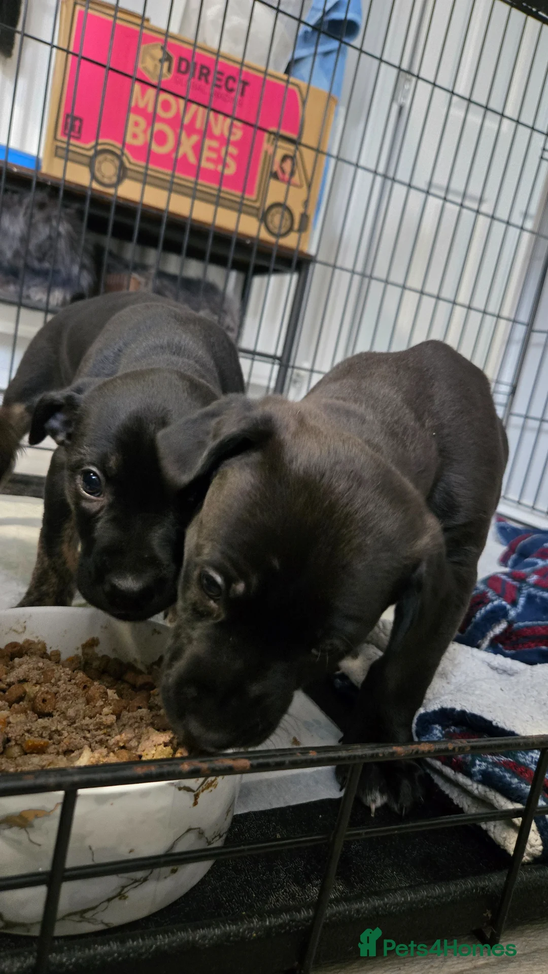 Mixed Breed dogs for sale: Puppies for sale in Carlisle - Advert 1