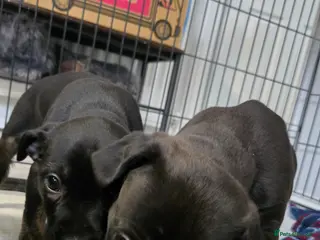 Mixed Breed dogs Puppies for sale - Advert 1