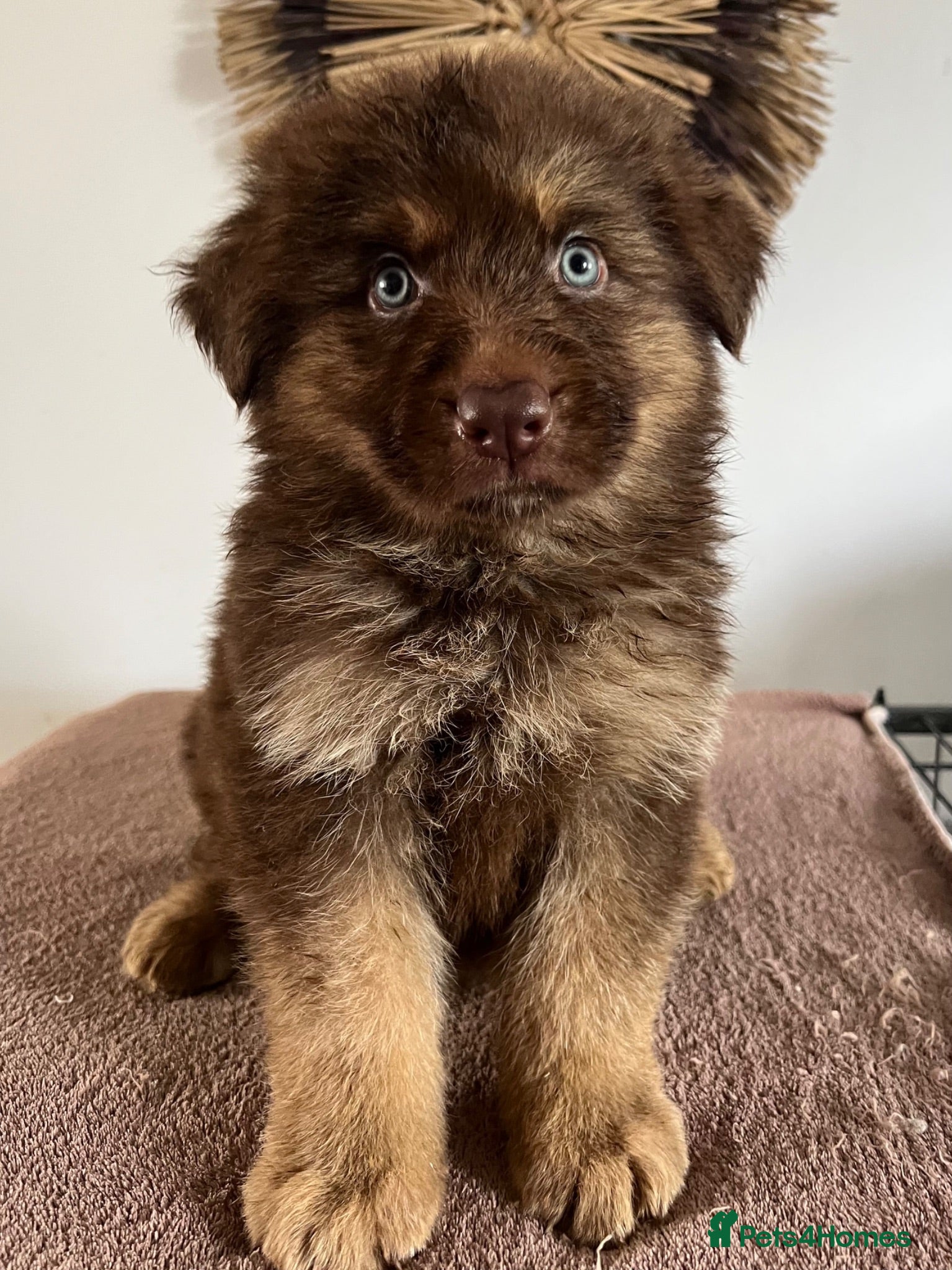 German Shepherd dogs German Shepherd Puppies Liver Tan Isabella Tan  - Advert 1