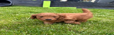 Puppy 2
