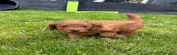 Cockapoo dogs for sale: Cockapoo Puppy *LAST BOY* - Advert 20