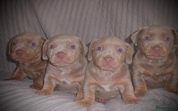 American Bully dogs for sale: ABKC pocket bullys lilac tri - Image 1