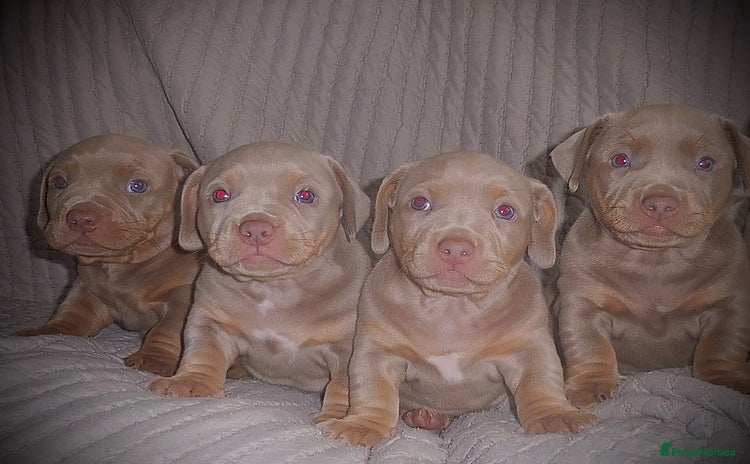 American Bully dogs - Advert 1