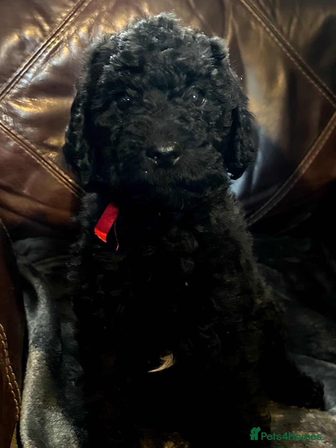 Labradoodle dogs for sale: stunning F2 labradoodle puppies... Available now - Advert 5
