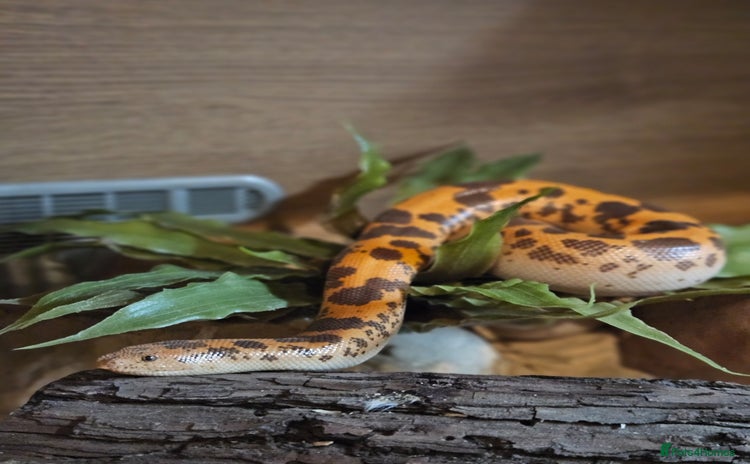 Snake reptiles - Advert 1