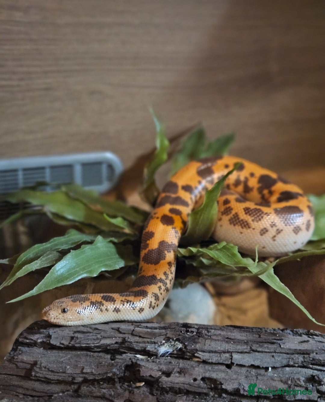 Snake reptiles for sale: Kenyan Sand Boa - Image 1