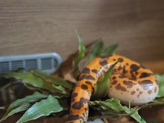 Snake reptiles - Advert 1