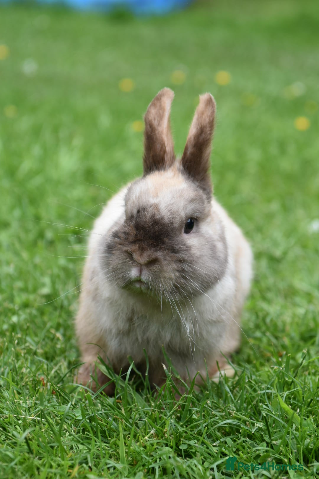 Netherland Dwarf rabbits ⭐️ CARAMEL Looking for new home ⭐️ - Advert 2