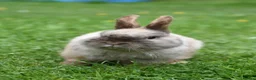 Netherland Dwarf rabbits for sale: ⭐️ CARAMEL Looking for new home ⭐️ - Advert 3