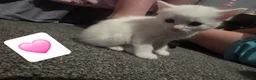 Mixed Breed cats for sale: Kittens looking for new homes 💙❤️ in Northampton - Advert 7