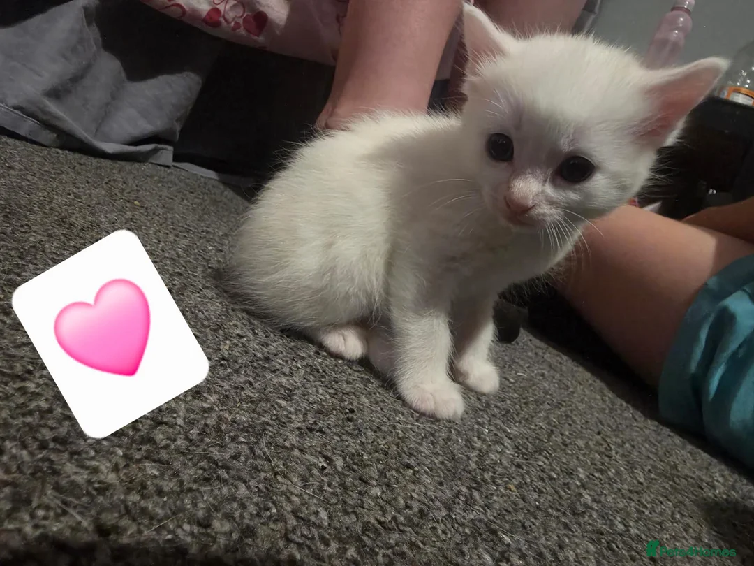 Mixed Breed cats for sale: Kittens looking for new homes 💙❤️ in Northampton - Advert 7