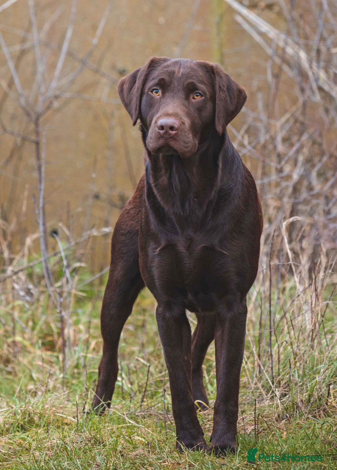 Labrador Retriever dogs for stud: Gorgeous chocolate Labrador  - Image 5