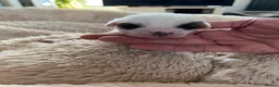 Chinese Crested dogs for sale: Lovely Chinese crested puppies for sale  - Advert 4