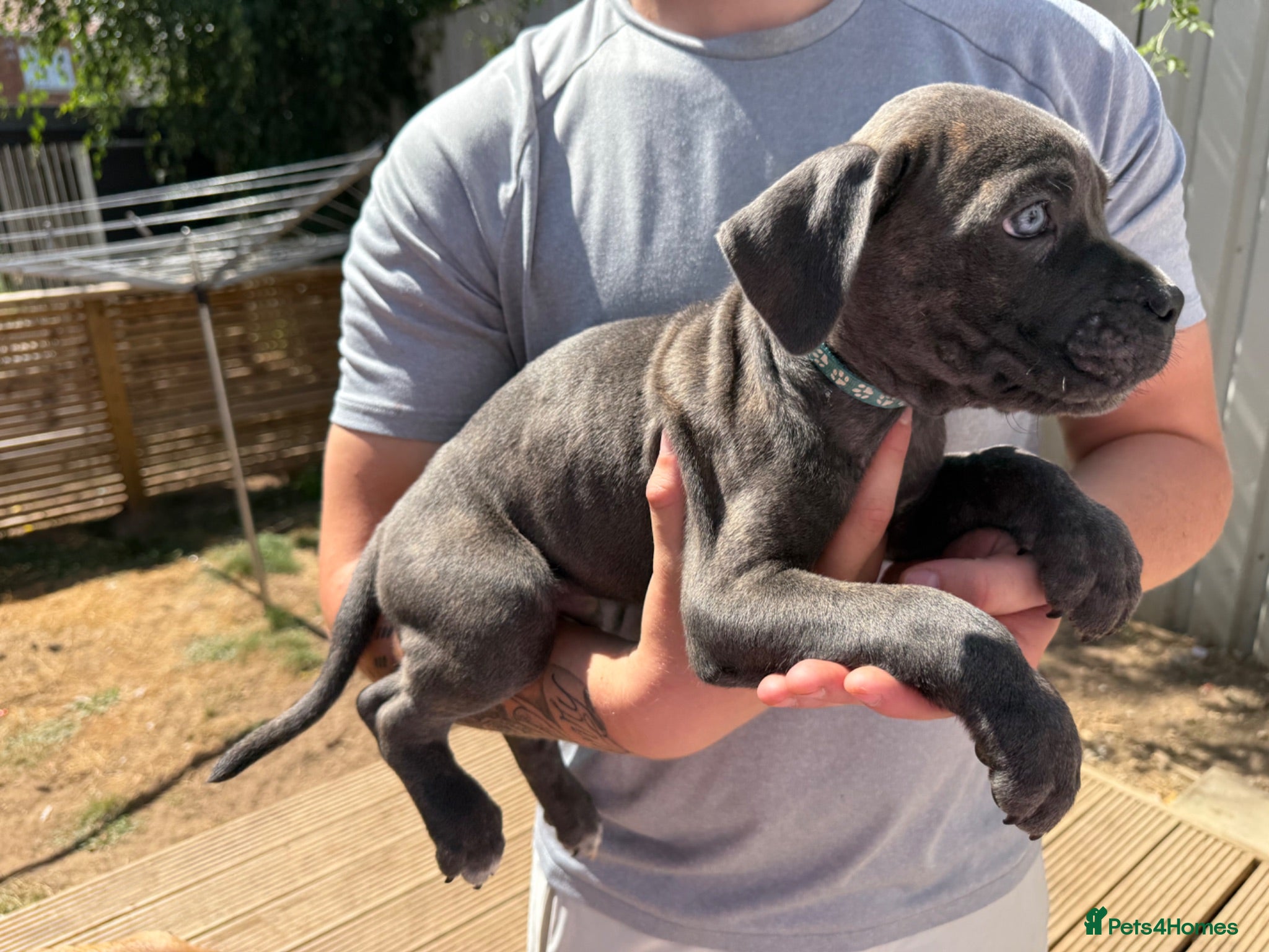 Cane Corso dogs Now ready to leave!🥰 - Advert 2