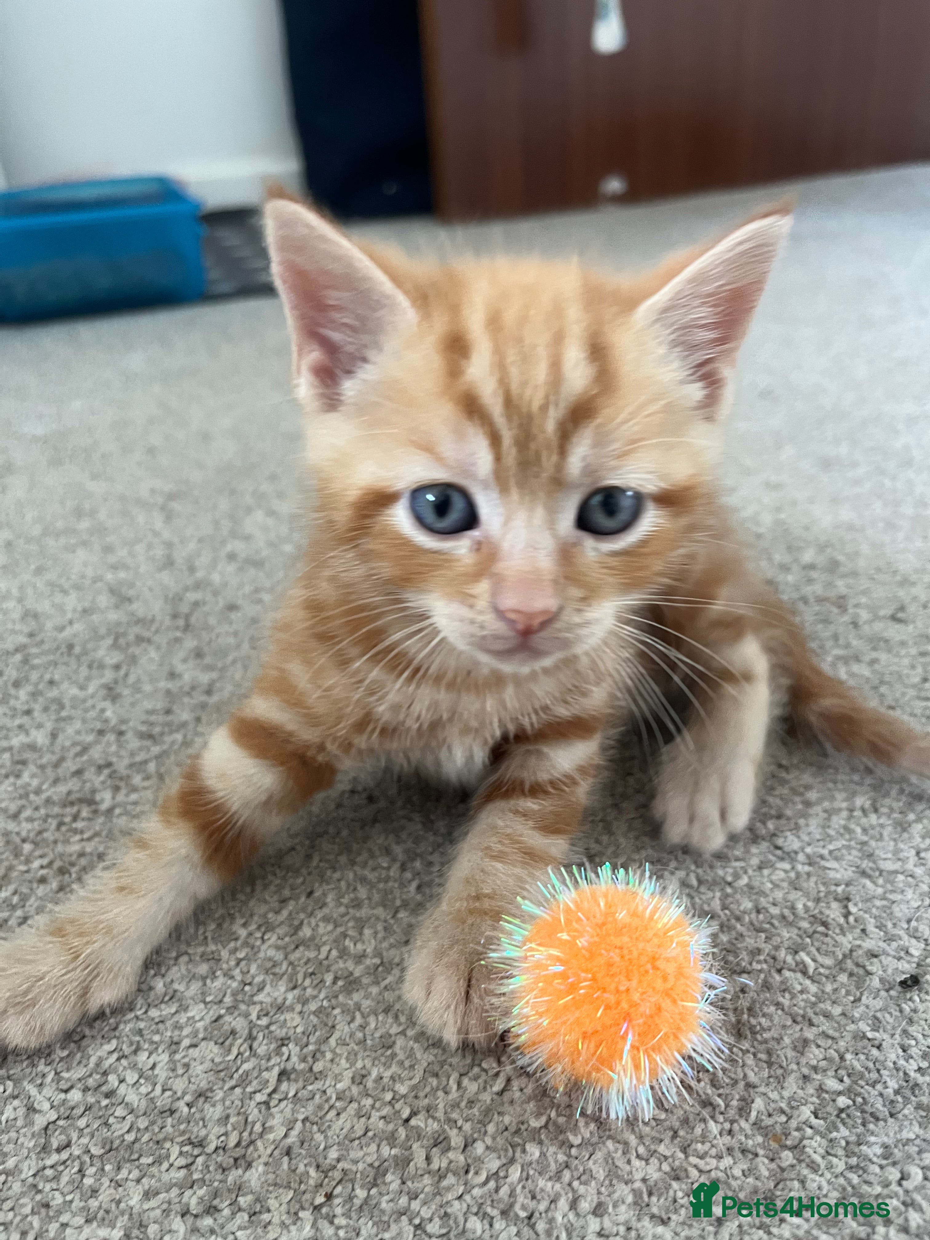 Mixed Breed cats for sale: 6 friendly and playful kittens - Advert 33