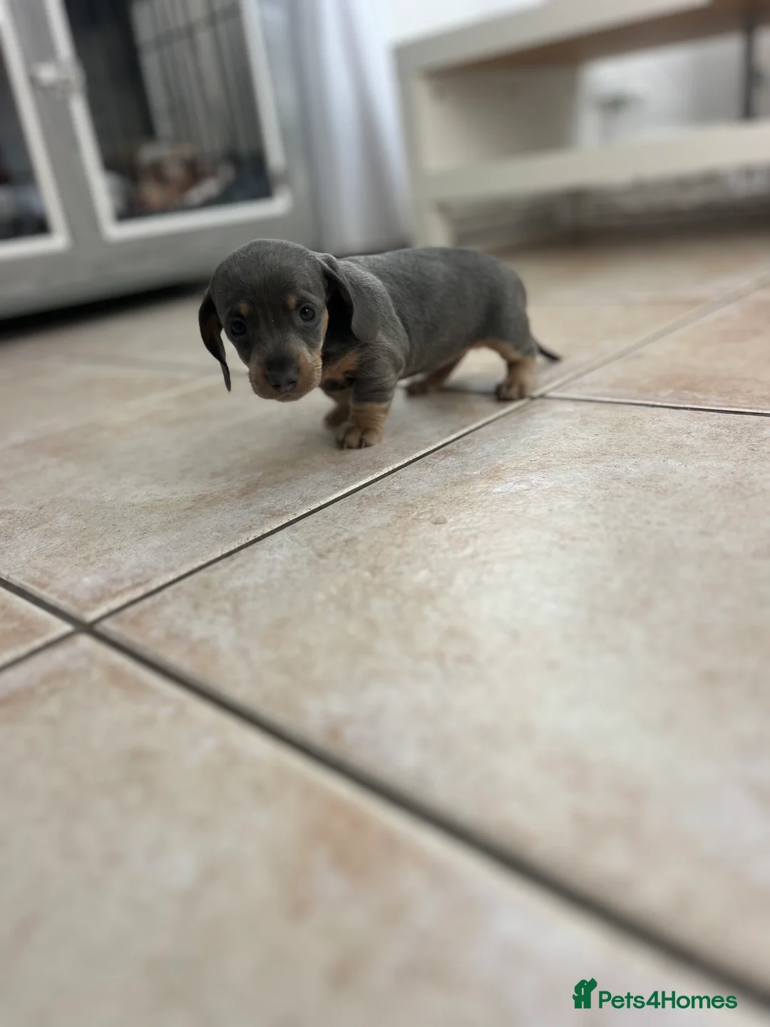 Miniature Dachshund dogs for sale: Stunning Dachshunds - Advert 14