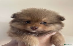 Pomeranian dogs for sale: Pomeranian puppy’s  - Image 17