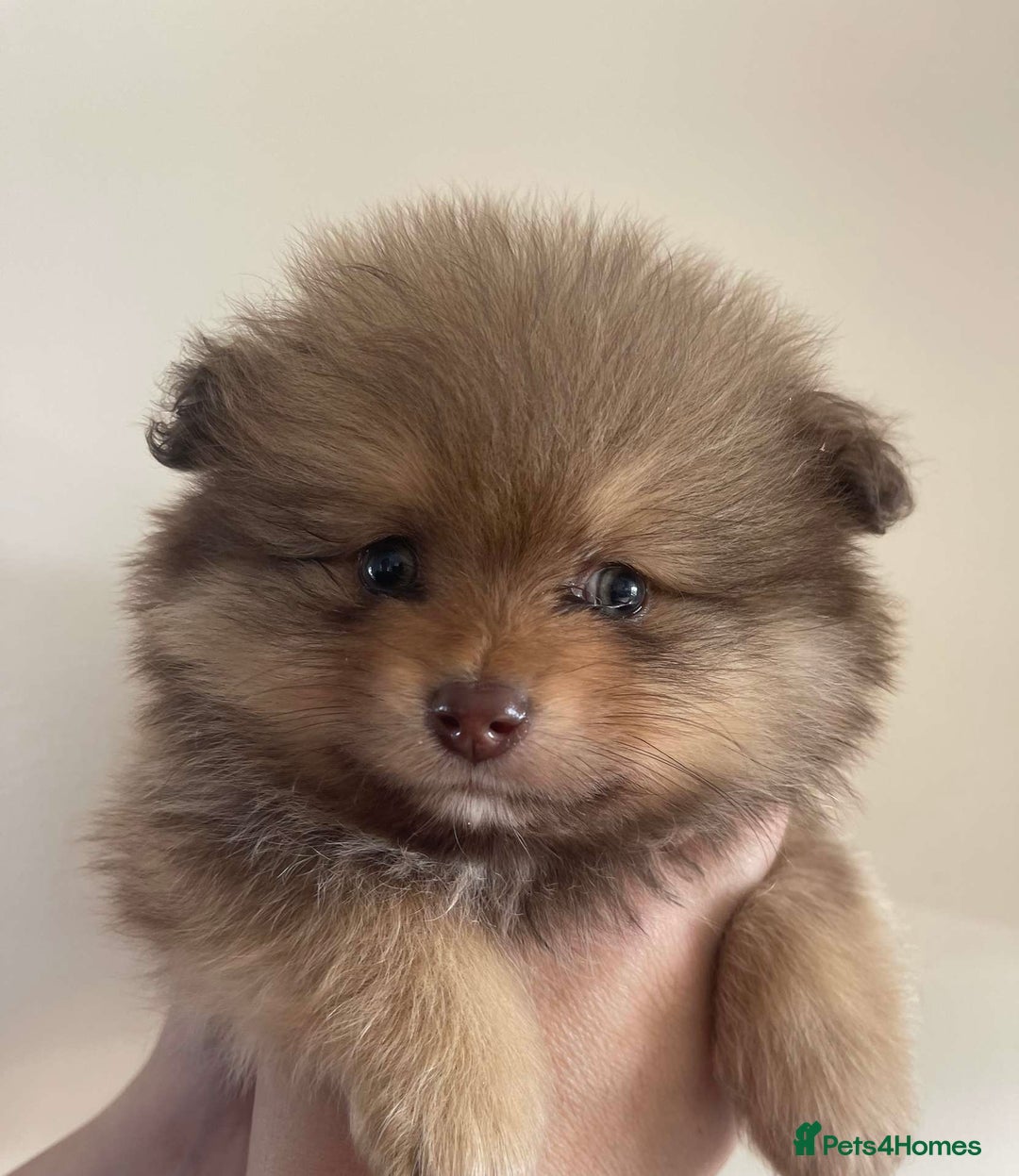 Pomeranian dogs for sale: Pomeranian puppy’s  - Image 17