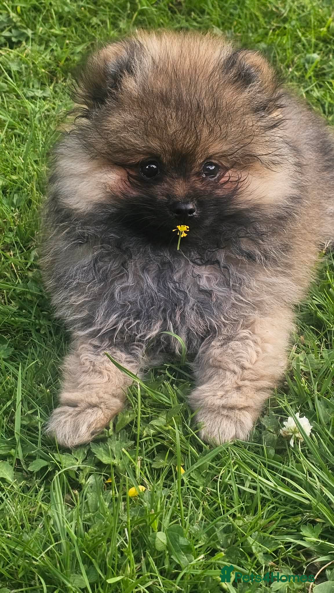 Pomeranian dogs Reduced price, last baby boy available - Advert 1