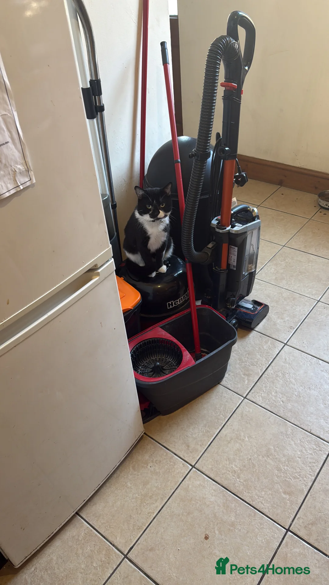 Mixed Breed cats for sale: Black and white max  - Advert 3