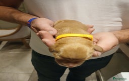 Golden Retriever dogs for sale: Fox Red Golden Retriever Puppies for sale - Image 9