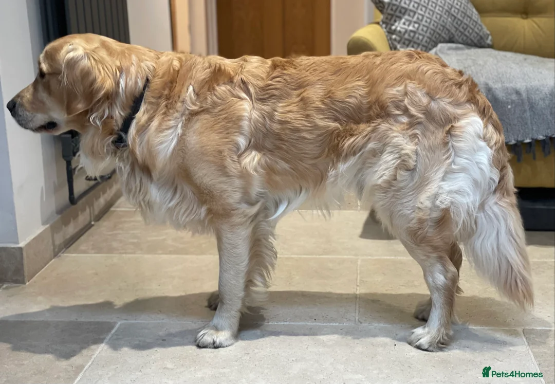Golden Retriever dogs for stud: Available for stud in Coalville - Advert 7