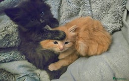 Mixed Breed cats for sale: Beautiful Kittens  - Image 10