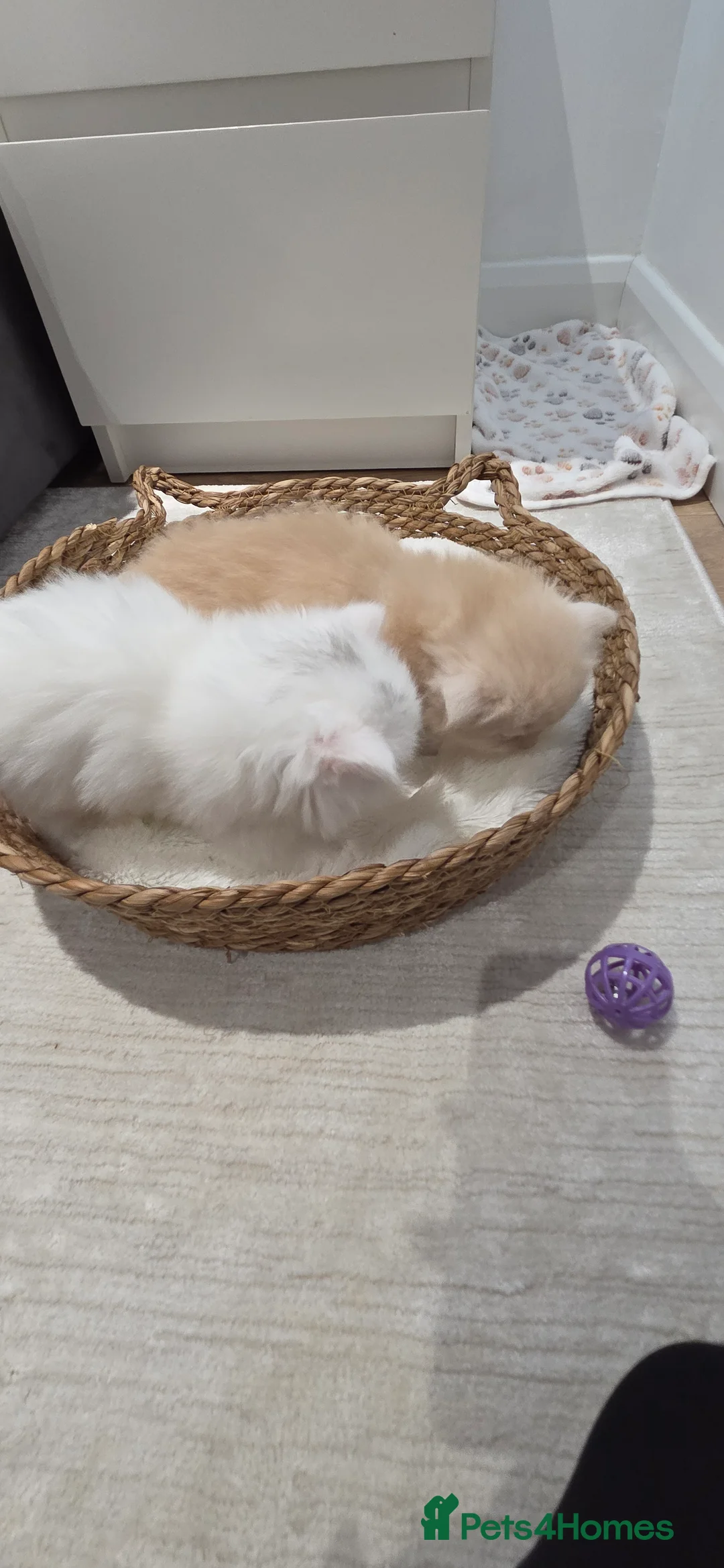 Persian cats for sale: Ready for new home Persian kittens - Advert 3