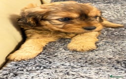 Cavapoo dogs for sale: Gorgeous phantom puppies - Image 8
