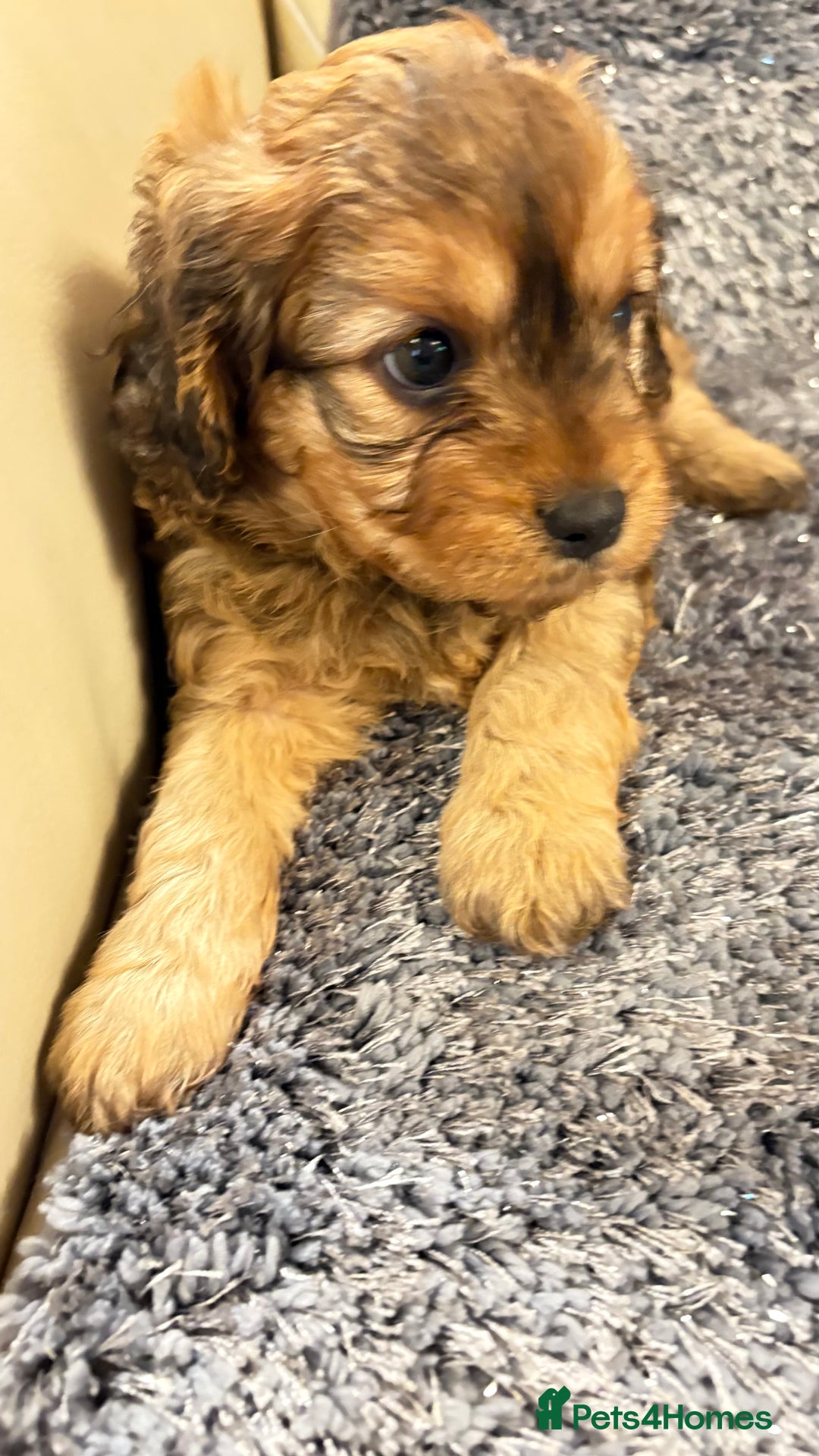 Cavapoo dogs for sale: Gorgeous phantom puppies - Image 8